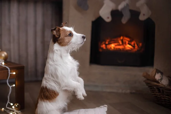 Jack Russell Terrier e Natal — Fotografia de Stock