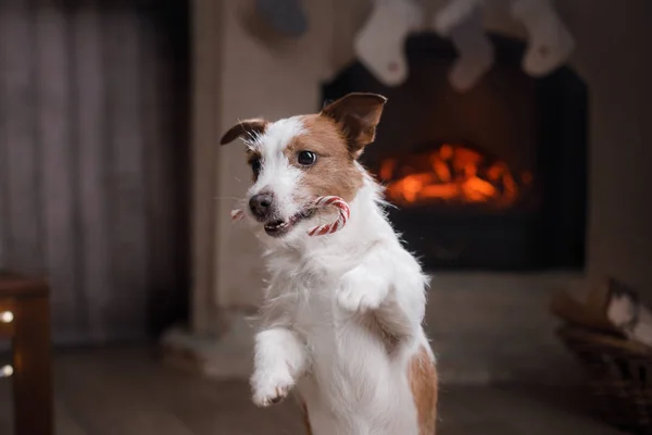 Jack Russell Terrier y Navidad —  Fotos de Stock