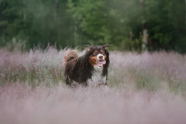 Australian shepherd i naturen. Hunden i Ljungen — Stockfoto
