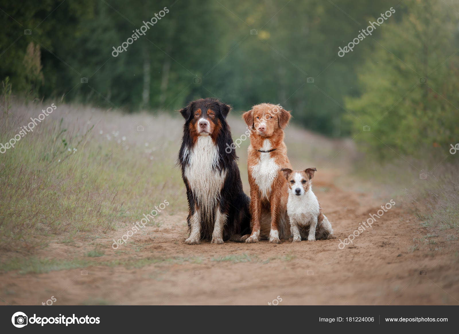 Three Dogs Outdoors Australian Shepherd Jack Russell Terrier Nova Scotia Stock Photo C Averyanova 181224006