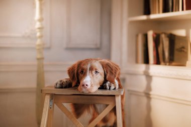Nova Scotia duck tolling Retriever bir sandalyeye. Köpek kapalı