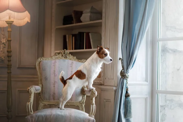 狗杰克罗素梗在椅子上 画室里的装饰品 — 图库照片