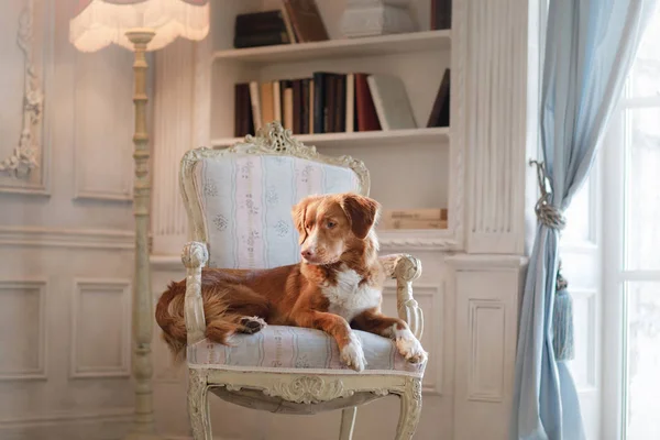 Nova Escócia Pato Pedágio Retriever Uma Cadeira Cão Dentro Casa — Fotografia de Stock