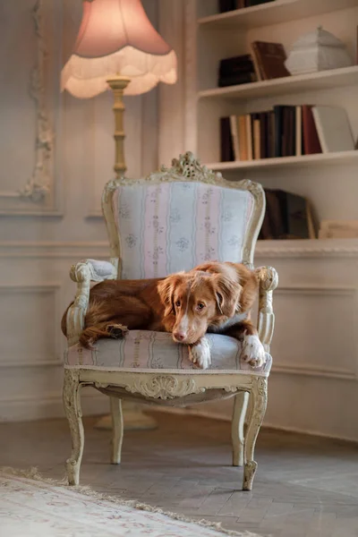 Nova Escócia Pato Pedágio Retriever Uma Cadeira Cão Dentro Casa — Fotografia de Stock