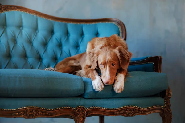 新斯科舍省鸭收费猎犬躺在沙发上 狗在休息 — 图库照片