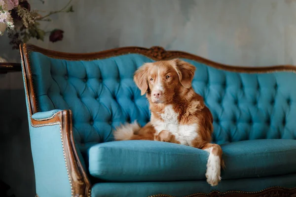 Nova Escócia Pato Pedágio Retriever Deitado Sofá Cão Está Descansar — Fotografia de Stock