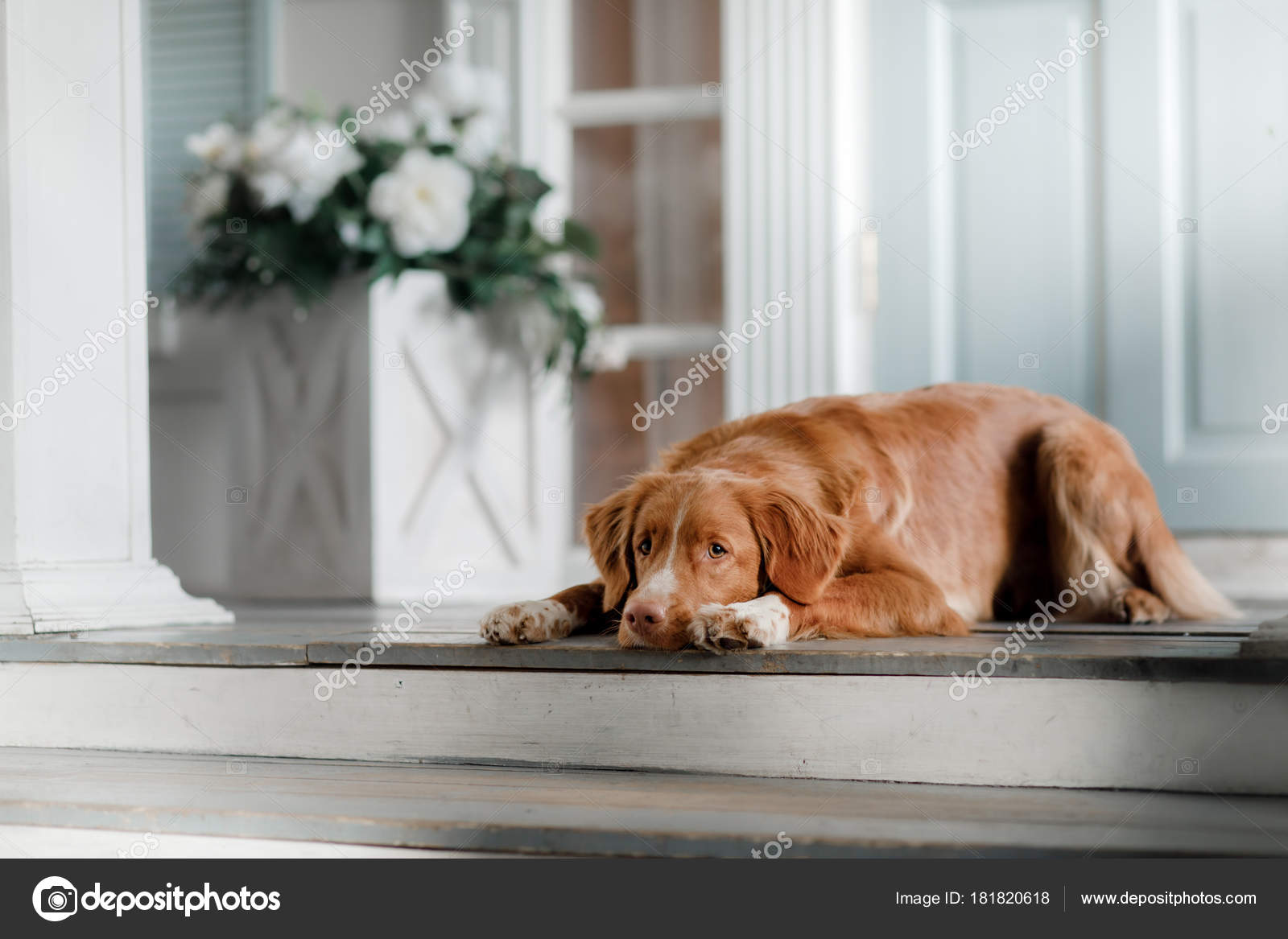 Dog Nova Scotia Duck Tolling Retriever Porch Pet Door