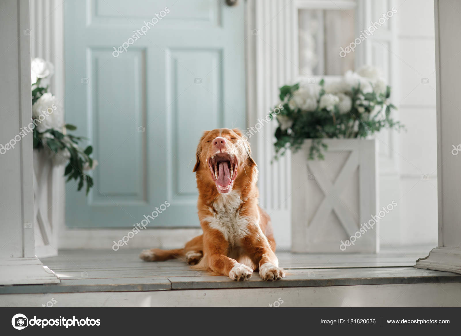 Dog Nova Scotia Duck Tolling Retriever Porch Pet Door