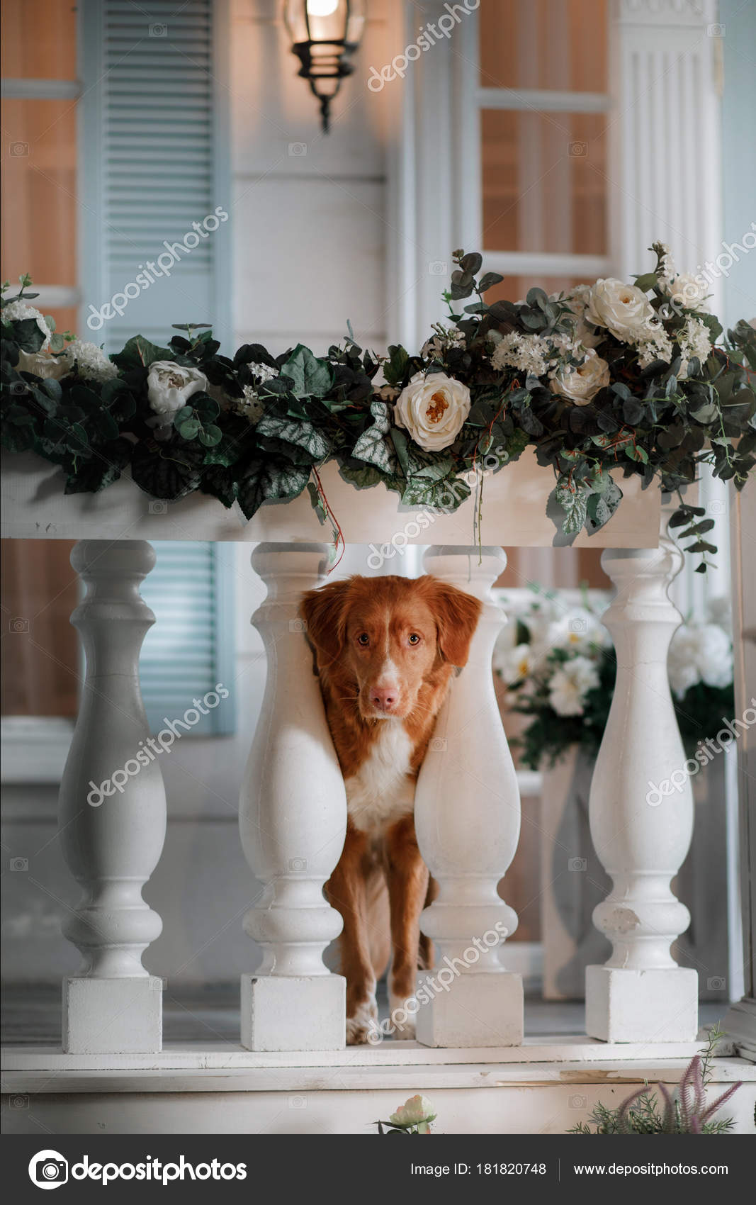 Dog Nova Scotia Duck Tolling Retriever Porch Pet Door