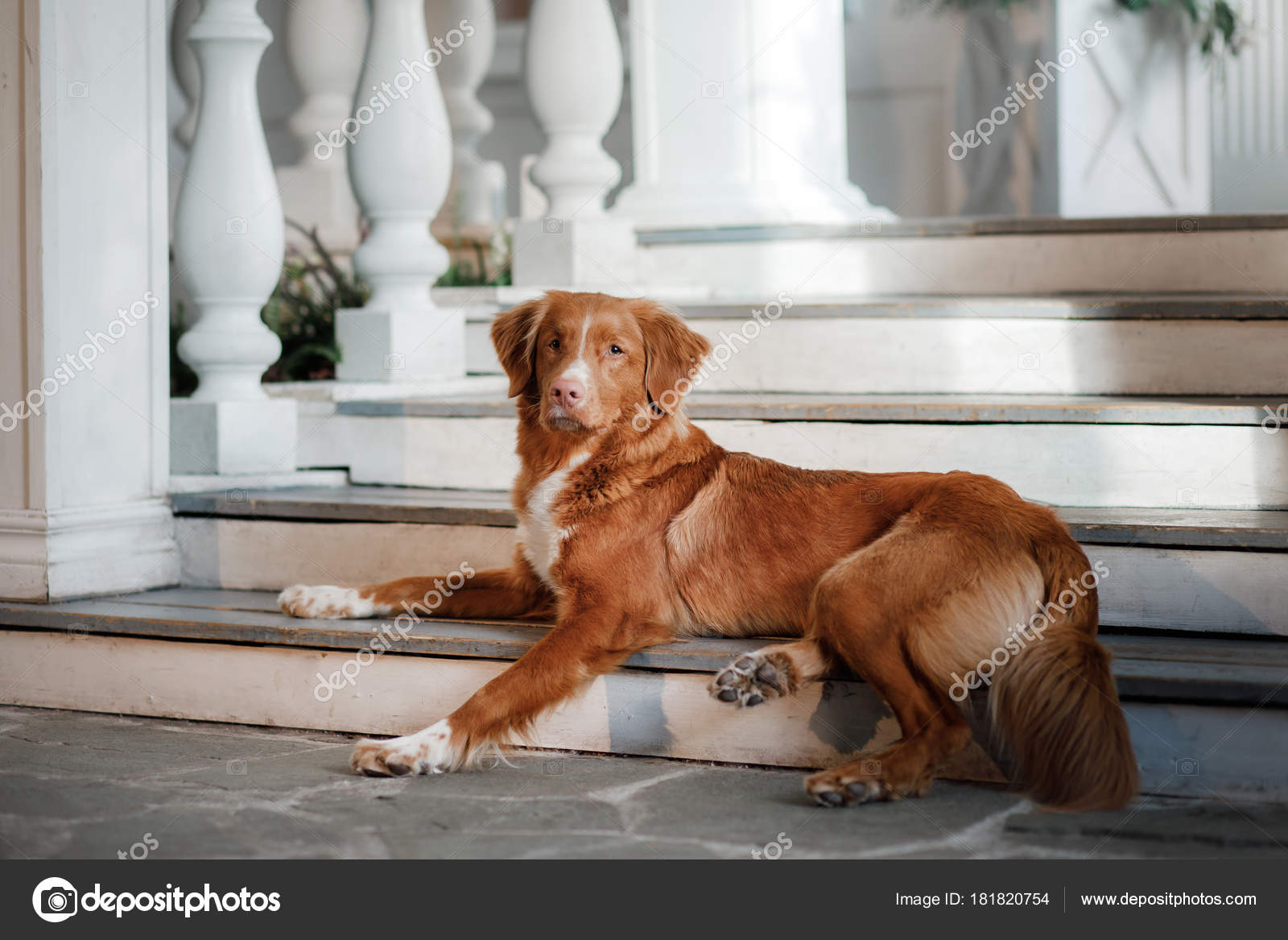 Dog Nova Scotia Duck Tolling Retriever Porch Pet Door Stock