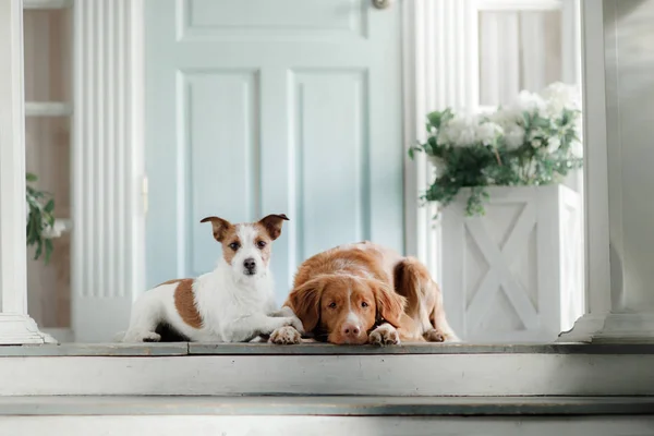 Deux Chiens Sur Porche Jack Russell Terrier Nouvelle Écosse Canard — Photo