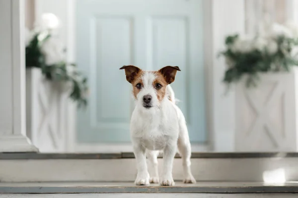 Perro Jack Russell Terrier Porche Mascota Puerta Casa — Foto de Stock