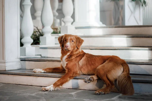 Dog Nova Scotia duck tolling Retriever on the porch. Pet at the door