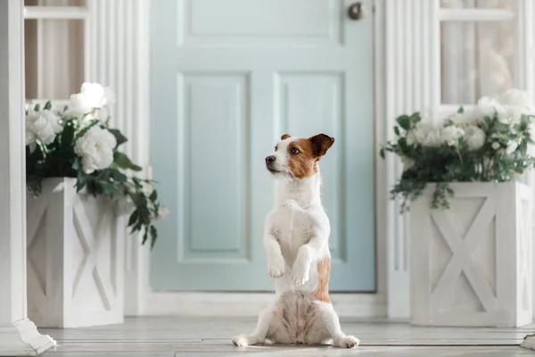 Köpek Jack Russell Terrier Verandada Evin Kapısı Evde Beslenen Hayvan — Stok fotoğraf