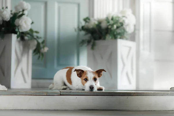 Hund Jack Russell Terrier Auf Der Veranda Haustier Der Haustür — Stockfoto