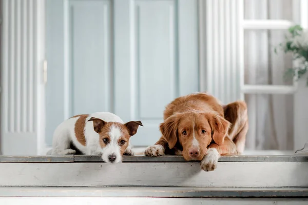 Dos Perros Porche Jack Russell Terrier Nova Scotia Peaje Pato — Foto de Stock