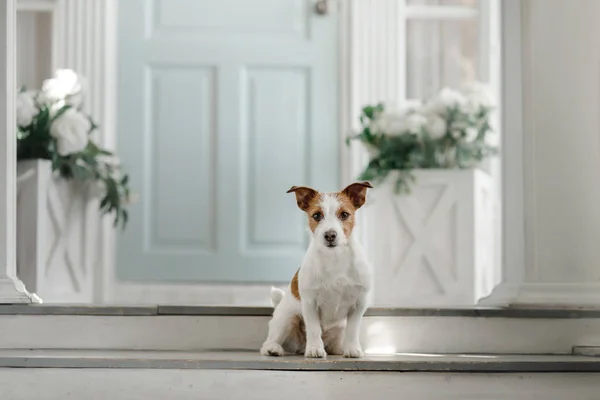 狗杰克罗素梗在门廊上 宠物在房子的门 — 图库照片