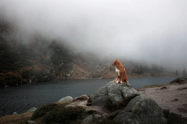 Hund i dimman. Nova Scotia duck tolling Retriever i bergen — Stockfoto