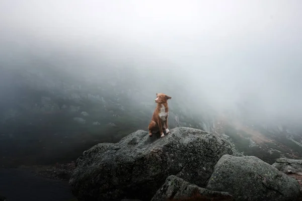 Собака в тумане. Новая Шотландия утка платный ретривер в горах — стоковое фото