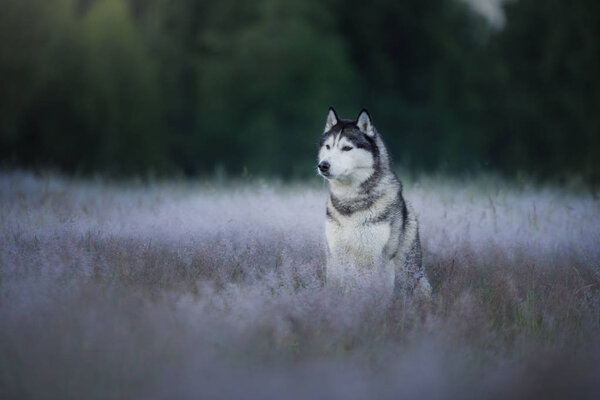 The dog in the field. Siberian husky outdoors. Summer in the forest