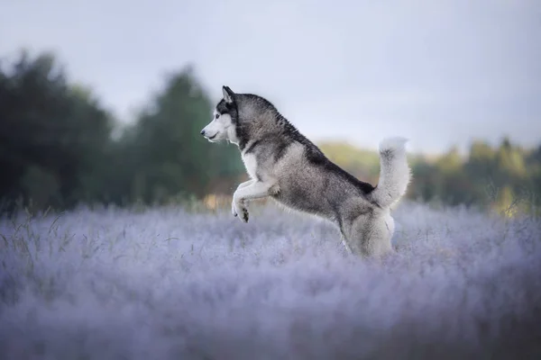 O cão no campo. Casca siberiana ao ar livre — Fotografia de Stock