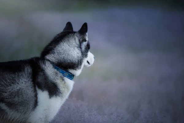 田野里的狗。西伯利亚哈士奇户外 — 图库照片