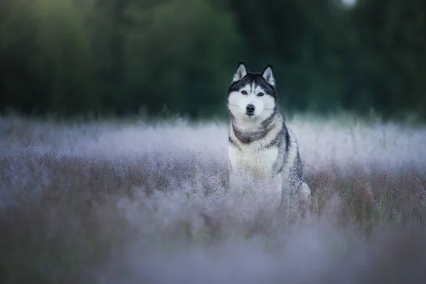 Der Hund auf dem Feld. Sibirischer Husky im Freien — Stockfoto