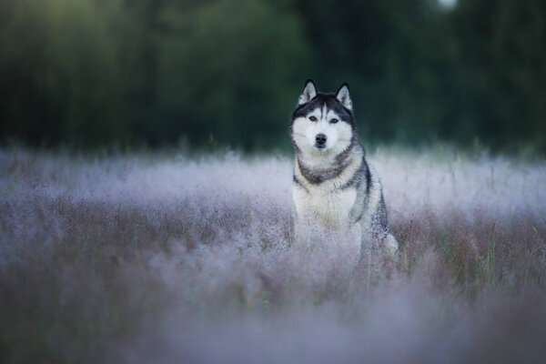 The dog in the field. Siberian husky outdoors. Summer in the forest
