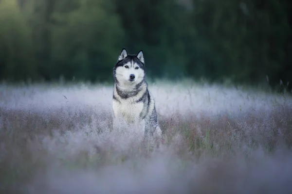 El perro en el campo. husky siberiano al aire libre —  Fotos de Stock