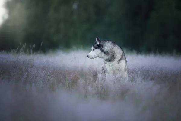 Pes v poli. Sibiřský husky Outdoor — Stock fotografie