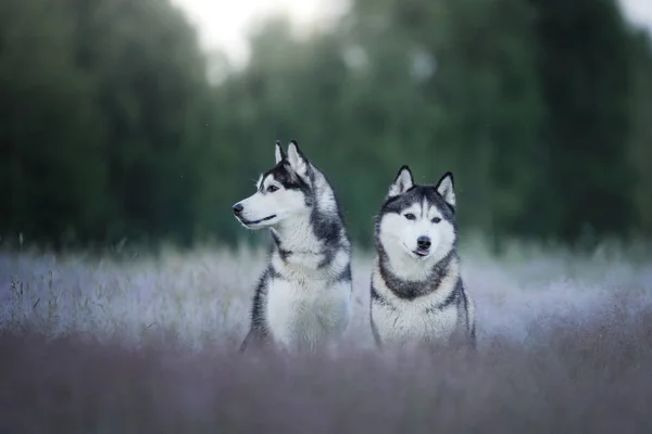 De hond in het veld. Siberische husky buitenshuis — Stockfoto