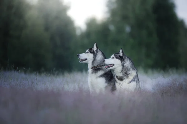 Der Hund auf dem Feld. Sibirischer Husky im Freien — Stockfoto