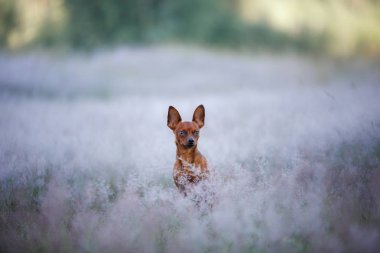 Yaz aylarında açık havada bir köpek. Oyuncak Terrier doğurmak sahada