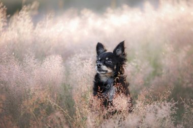 Yaz aylarında açık havada bir köpek. Oyuncak Terrier doğurmak sahada