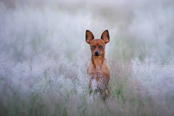 Ein Hund im Sommer im Freien. die Spielzeug-Terrier-Rasse auf dem Feld — Stockfoto