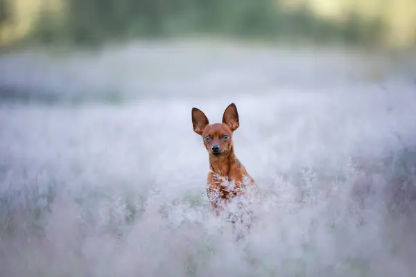 Ein Hund im Sommer im Freien. die Spielzeug-Terrier-Rasse auf dem Feld — Stockfoto