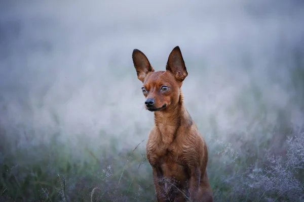 Un chien à l'extérieur en été. Le jouet Terrier race sur le terrain — Photo