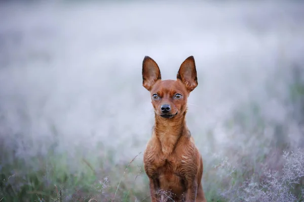 Ein Hund im Sommer im Freien. die Spielzeug-Terrier-Rasse auf dem Feld — Stockfoto