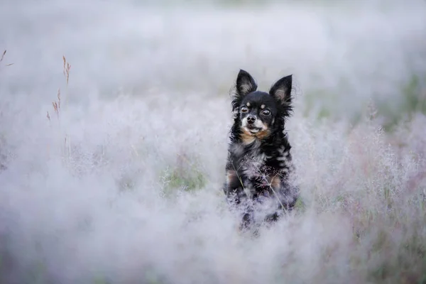 En hund utomhus på sommaren. Toy Terrier rasen på fältet — Stockfoto