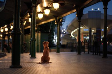 Bir şehir gece sokak köpeği