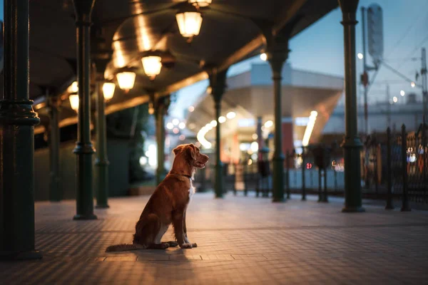 Pes ve městě v noci — Stock fotografie
