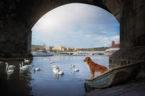 Собака Мостом Лебеди Реке Новый Шотландский Утиный Ретривер Праге — стоковое фото
