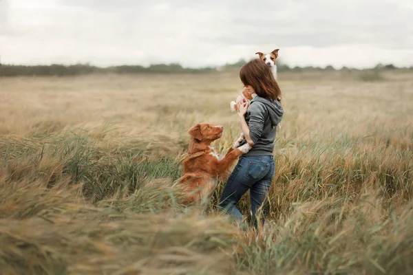 Meisje Met Honden Het Veld Jack Russell Terriër Nova Scotia — Stockfoto