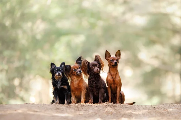 Four dogs on nature. Four of the Toy Terrier breed sit on path — Stock Photo, Image