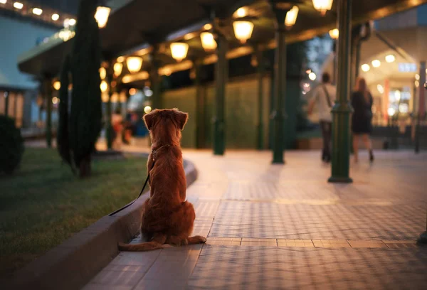 Dog on a city street in the night — Stock Photo, Image