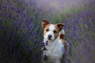 Lavanta köpek. Jack Russell Terrier çıtır