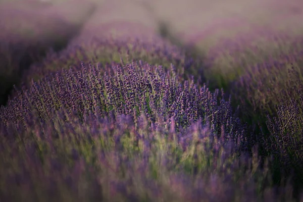 Lavender field in summer. Sea of flowers