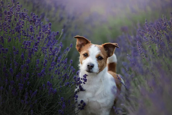 Hund i lavendel. Jack Russell Terrier i blommor — Stockfoto