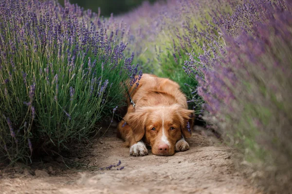 Hund in Lavendel. Nova Scotia Ente Maut-Retriever in Blumen — Stockfoto