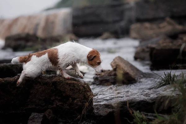 Dog River Jack Russell Terrier Rock River — Stock Photo, Image